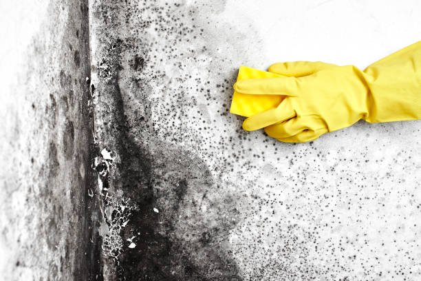 Best Biohazard Mold Removal  in West Bountiful, UT