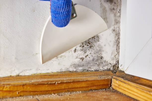 Best Asbestos and Lead Testing During Mold Inspection  in West Bountiful, UT