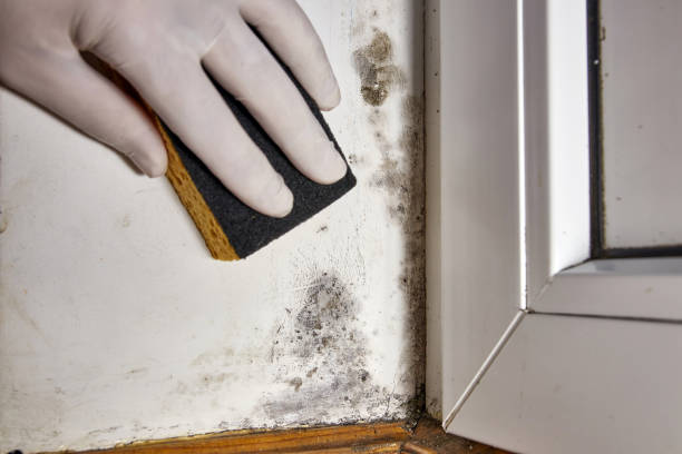 Best Real Estate Mold Inspection  in West Bountiful, UT