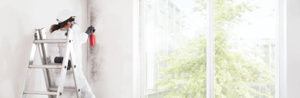 Best Mold Documentation for Insurance Claims  in West Bountiful, UT